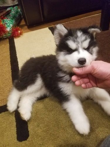 Siberian husky puppy