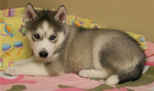 Beautiful Siberian Husky Puppies
