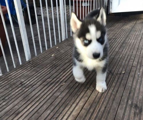 Siberian Husky Puppies for sale in Washington, DC, USA. price: NA