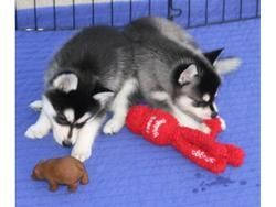 Siberian Husky Puppies for sale in Chicago, IL, USA. price: $400