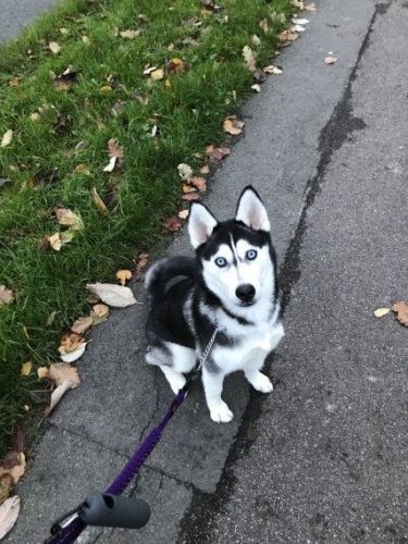 Beautiful Black And White Blue Eyed Girl