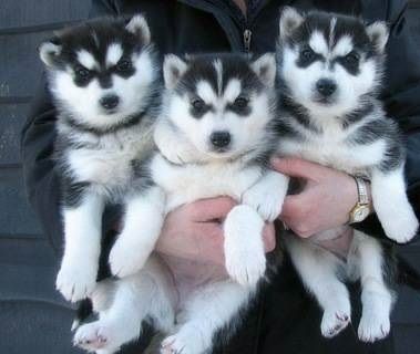 Siberian Husky Puppies for sale in New York, NY, USA. price: NA