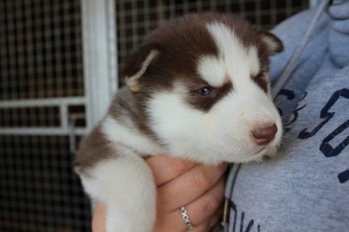 Siberian Husky Puppies for sale in Denver, CO, USA. price: NA