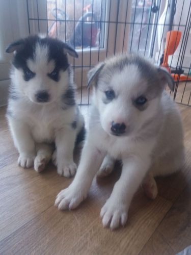 Siberian Husky Puppies for sale in Detroit, MI, USA. price: $300