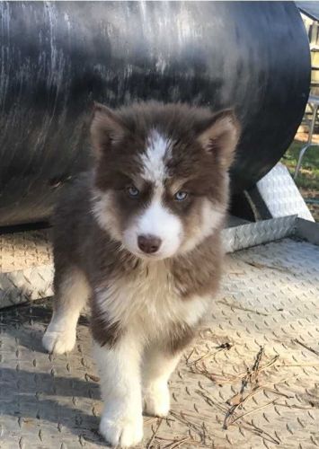 Siberian Husky Puppies for sale in Burbank, CA, USA. price: NA