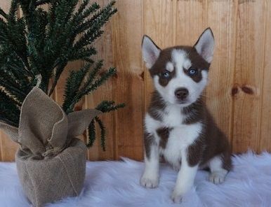 Siberian Husky Puppies for sale in Chicago, IL, USA. price: $500
