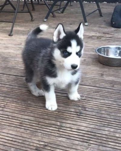 Siberian Husky Puppies for sale in Detroit, MI, USA. price: NA