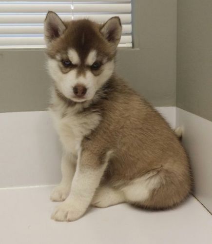 Beautiful Baby Huskys For Sale