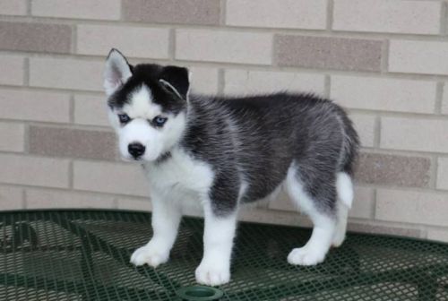  spanish Blood Lines  Husky Puppies