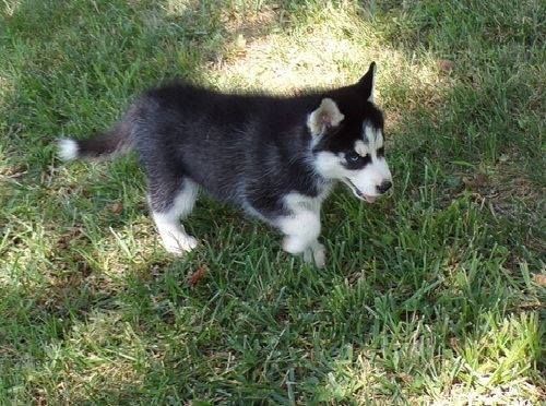5 Siberian Husky Puppies For Sale