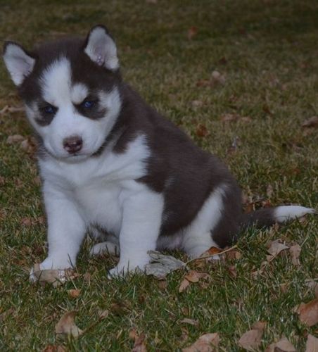 Free Siberian Husky Puppies Ready (***) ***-***8