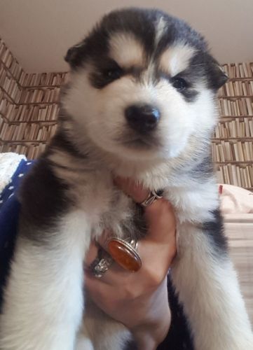 Akc Pure Breed Siberian Husky Puppies.