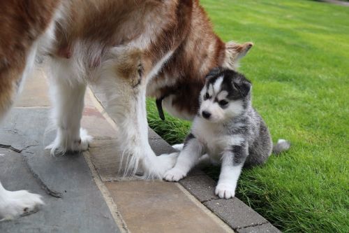 Siberian Husky Puppies for sale in Jacksonville, FL, USA. price: $300