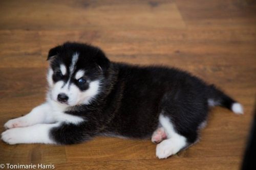 Last Siberian Husky Pup