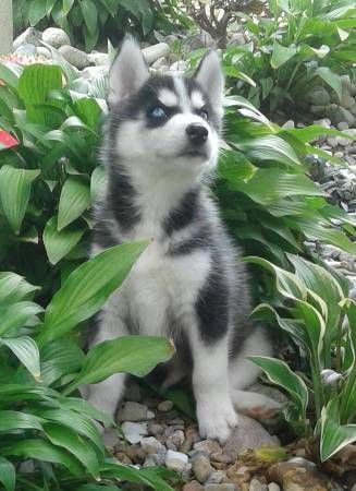 Siberian Husky Puppies for sale in Chicago, IL, USA. price: NA