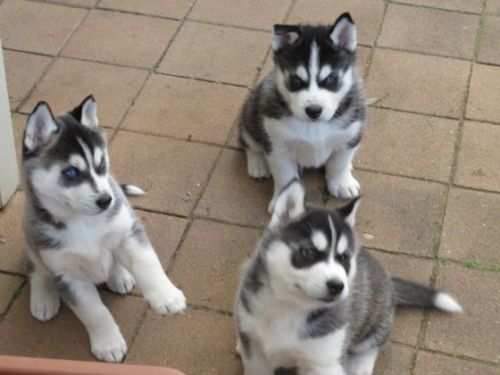 Puku siberian husky pups