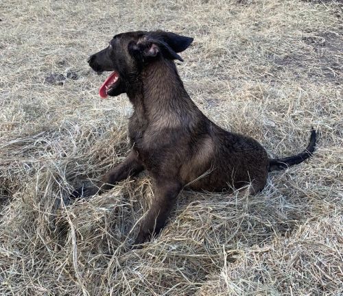Belgian malinois female & male puppies