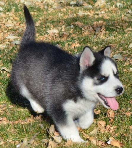 Beautiful Siberian Husky Puppies For Sale. TEXT (***) ***-***2