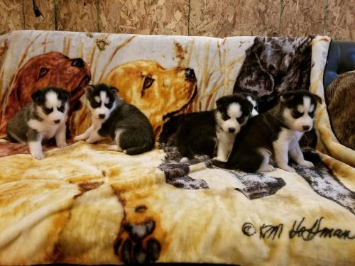 Siberian Husky Puppies for sale in Charlotte, NC, USA. price: NA
