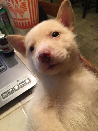 6 full blooded Siberian husky pups