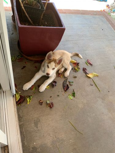 Siberian Husky Puppies for sale in Santa Ana, CA 92707, USA. price: $800