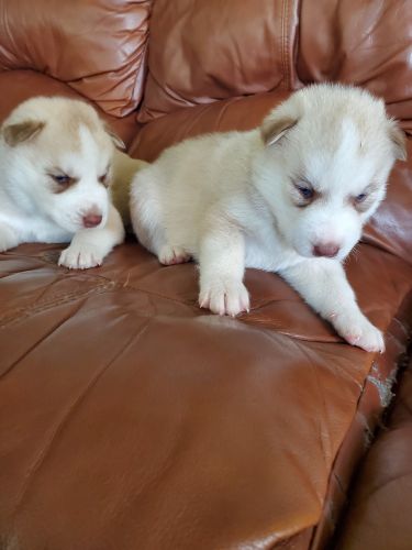 Reserve your Husky puppies now, take it home in 4 weeks