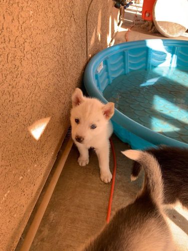 7 week Husky for sale
