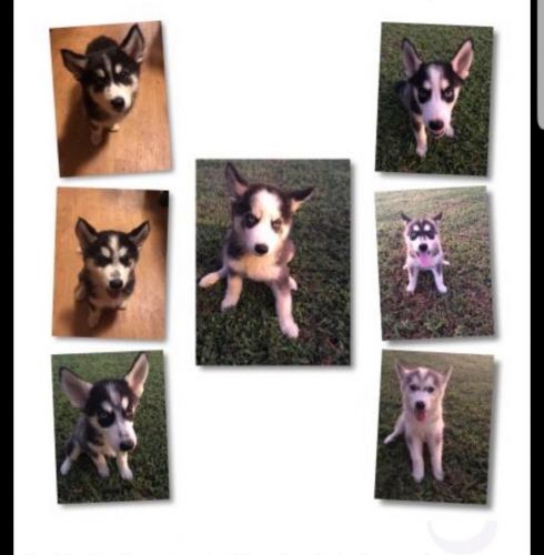 Sweet loving puppies