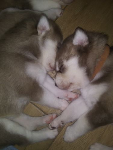 Siberian Husky Puppies for sale in Tucson, AZ, USA. price: $600