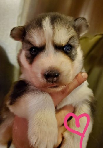 Akc reg Siberian husky pups