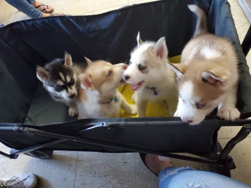 Husky puppies