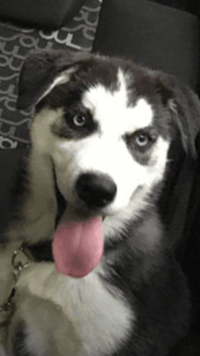 Dakota Akc registered