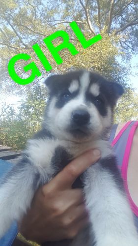 SIBERIAN HUSKY PUPPIES