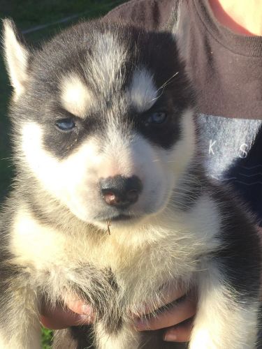 Siberian Husky puppies