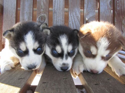 Siberian Husky Puppys