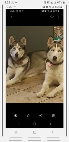2 Female Huskies