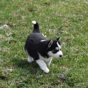 Siberian Husky Puppies for sale in Los Angeles, CA, USA. price: $600