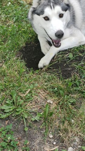 Siberian Husky Male 1yr old