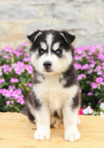 Siberian Husky Puppies for sale in Los Angeles, CA, USA. price: NA