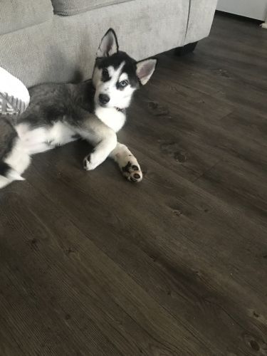 Selling a Siberian husky ***