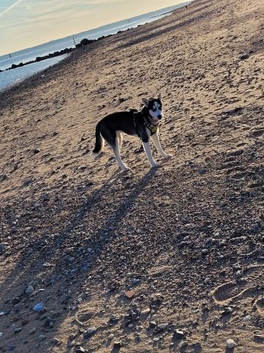 Siberian Husky Puppies for sale in Staten Island, NY, USA. price: $2,000