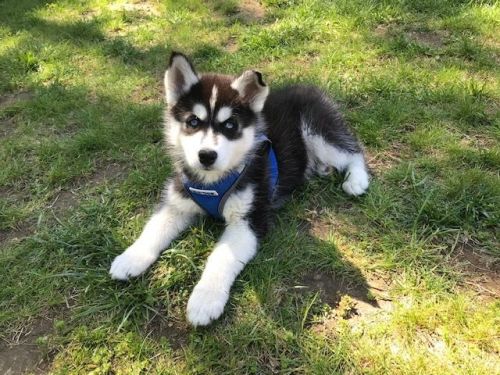 Siberian Husky Puppies for sale in New York, NY, USA. price: $2,500