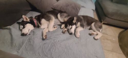 Selling two Huskiea