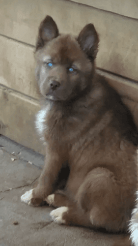 Siberian Husky Puppies!!!