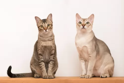 singapura cats - caring