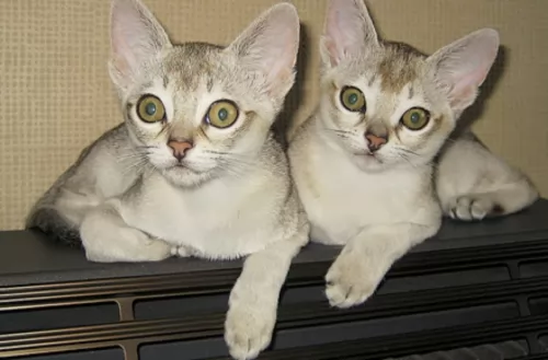 singapura kittens - health problems