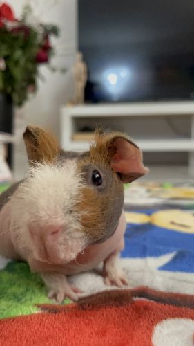 Adorable Skinny Pig for Sale - Your New Best Friend Awaits!