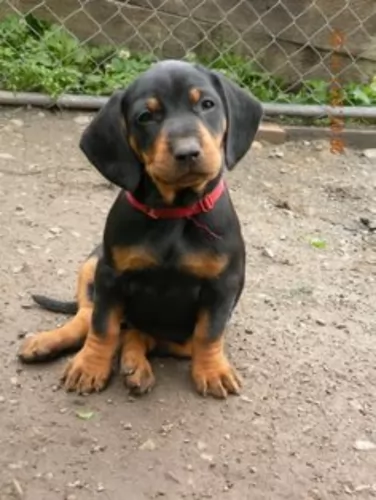 slovakian hound puppy - description