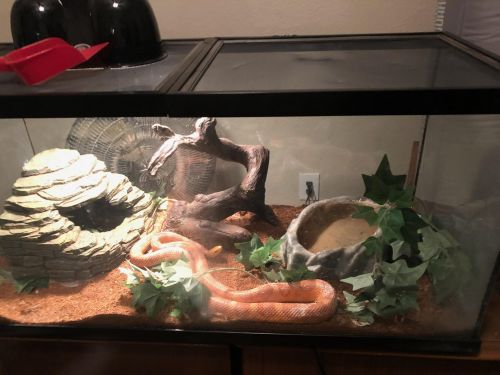 Snake Reptiles for sale in Las Vegas, NV, USA. price: $250