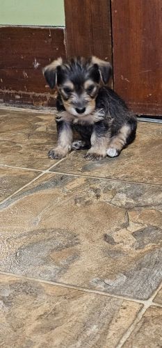 Snorkies(miniature schnauzer and yorkie)